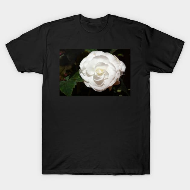 One white begonia flower. T-Shirt by sma1050